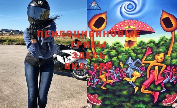 стаф Верея